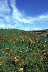 原生花園